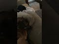 My new dog