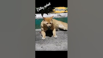 Cat robot #transformers #ai #shorts #catlover #robot #animals #cute #monetization