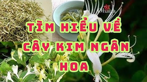 tìm hiểu về cây kim ngân hoa