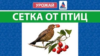 картинка: Как сберечь урожай. Сетка от птиц.