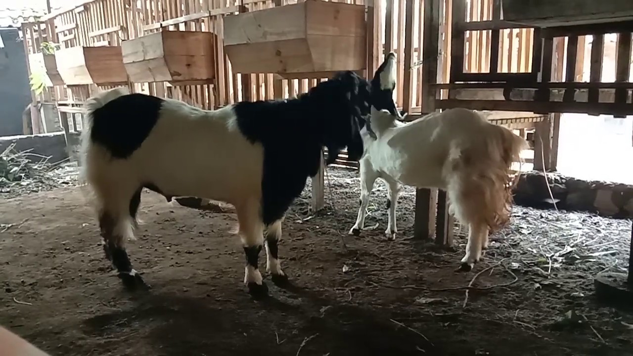 Budidaya kambing etawa.supaya cepat dapat hasil anakan harus punya