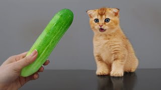 Cats Scared by Cucumbers by Chat Drôle 4,320 views 8 months ago 2 minutes, 17 seconds
