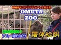 大牟田動物園企画 『アムールヒョウに野生イノシシをプレゼント』
