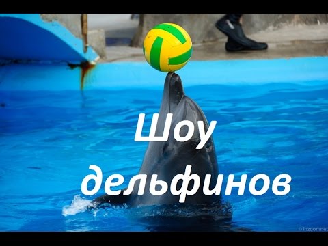 Batumi Dolphinarium. Дельфинарий Батуми.Шоу с дельфинами. ბათუმის დელფინარიუმი