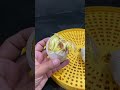 Automatic duck incubator hatching #shorts #incubating