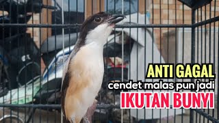 Suara Cendet Gacor Toet toet Efektif Anti Gagal Bikin Cendet Malas pun Langsung Nyaut Bunyi Seketika