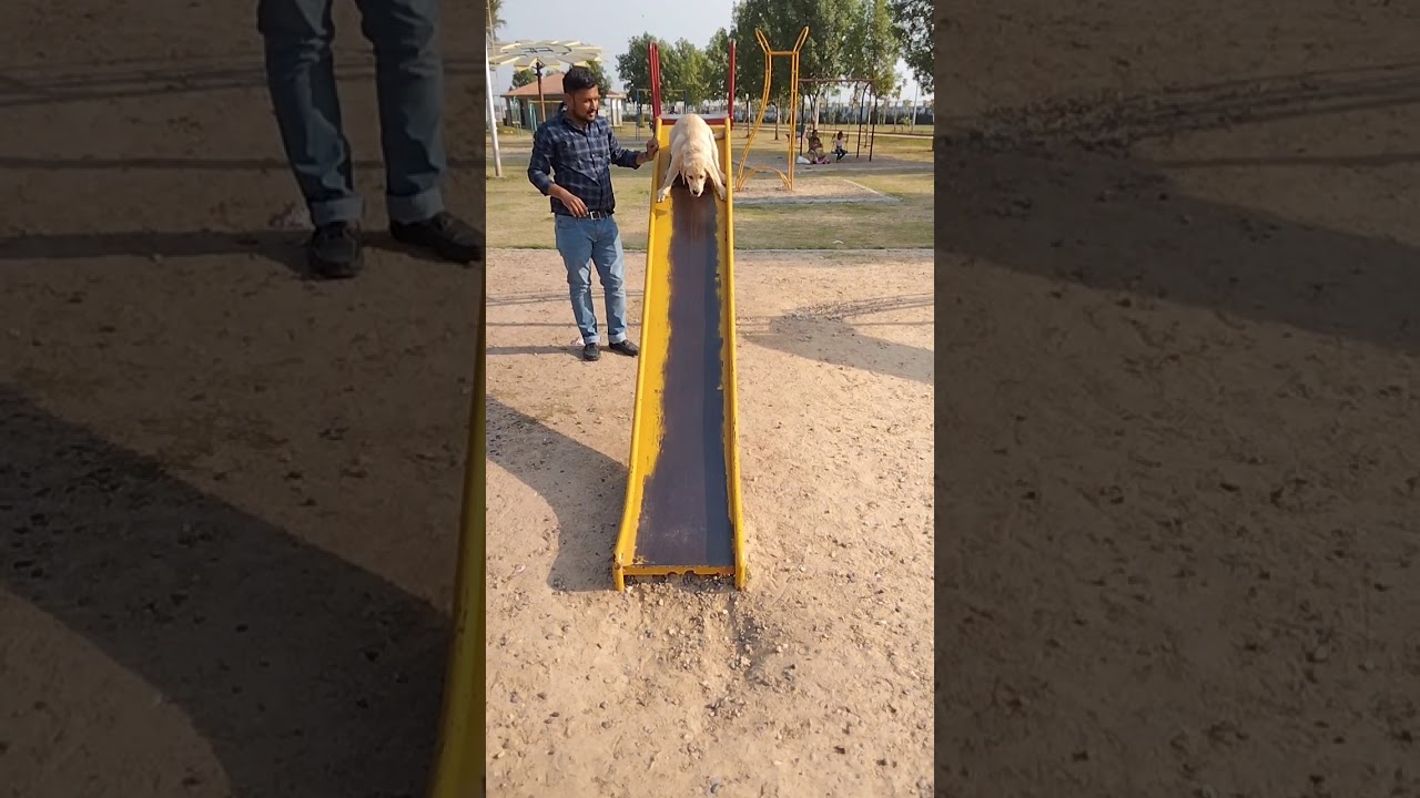 Lebra dog puppy enjoy in park Sarita udhyan at gandhinagar😁😁😁 