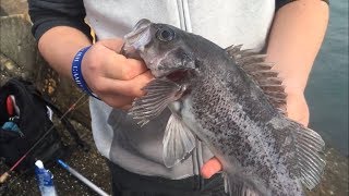 Went out to the jetty at around 1 o clock and landed some nice gopher
black rockfish. we noticed that small swimbaits really did trick.
then, frie...