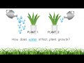 Impact of Water on Plant Growth and Scientific Variables