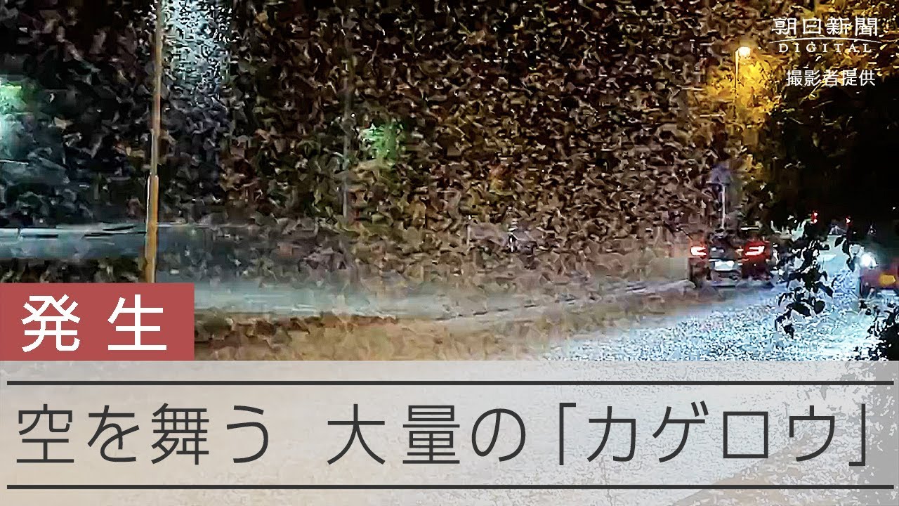 カゲロウ 大量発生対策 _ カゲロウ 成虫 寿命 , まるで夏の吹雪、スペインのカゲロウの大群 – SPOYIK