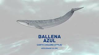 01 Ballena Azul