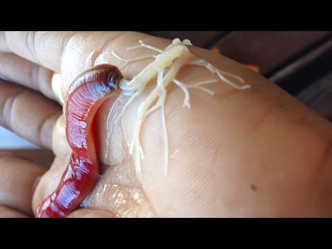 Ribbon Worms Look Like Something Out Of A Sci-Fi Flim