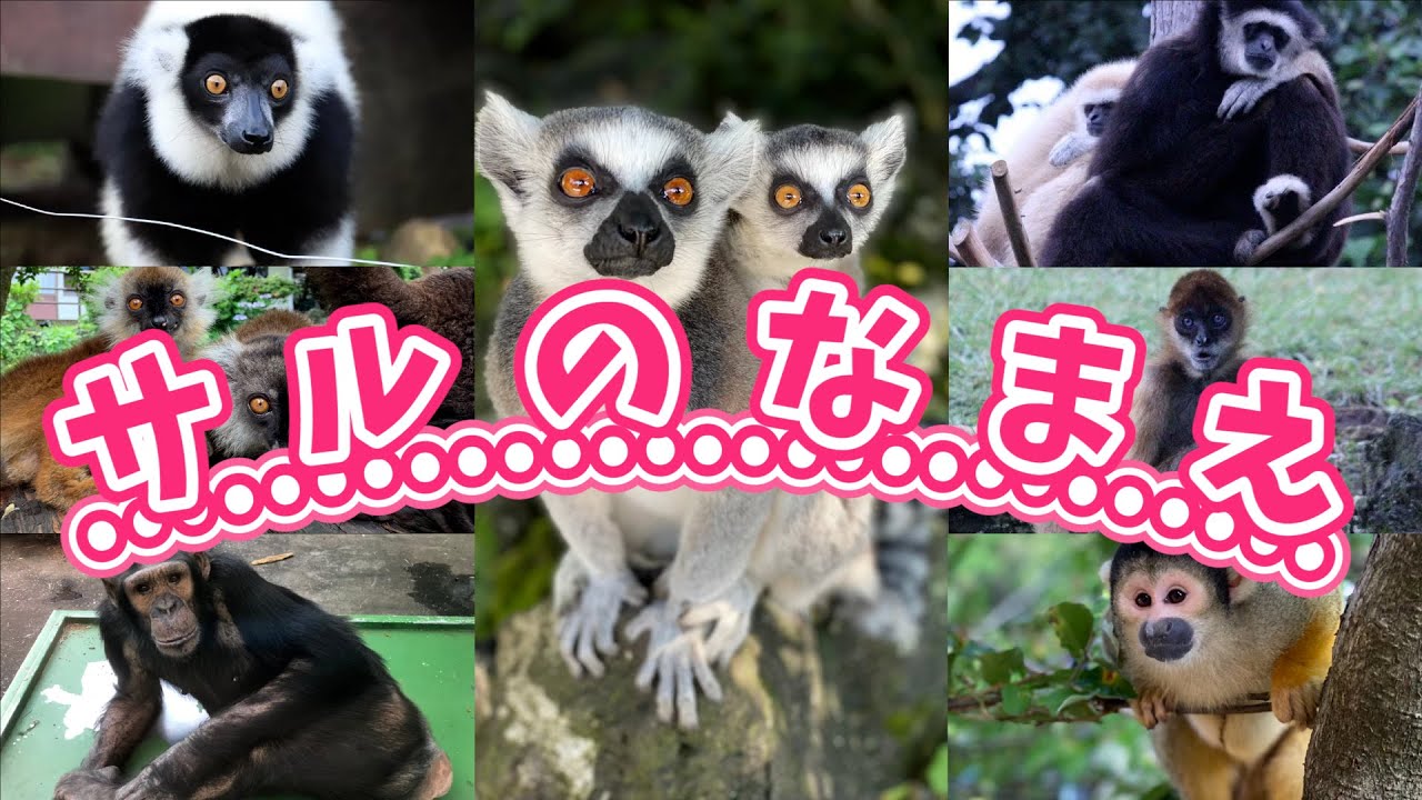 サルのなまえをおぼえよう - YouTube