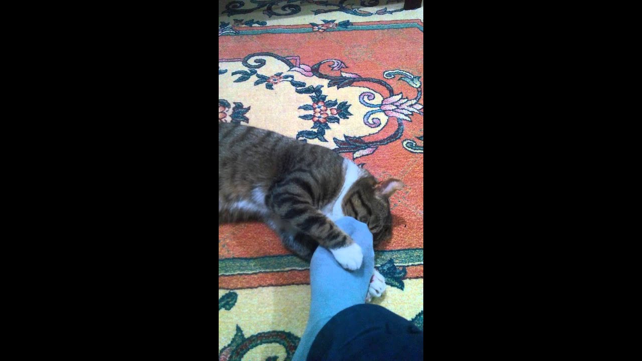 Çorap kokusu seven kedi YouTube