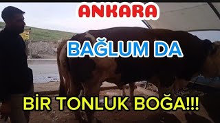 ANKARA BAĞLUM | KURBANLIK FİYATLARI!!!