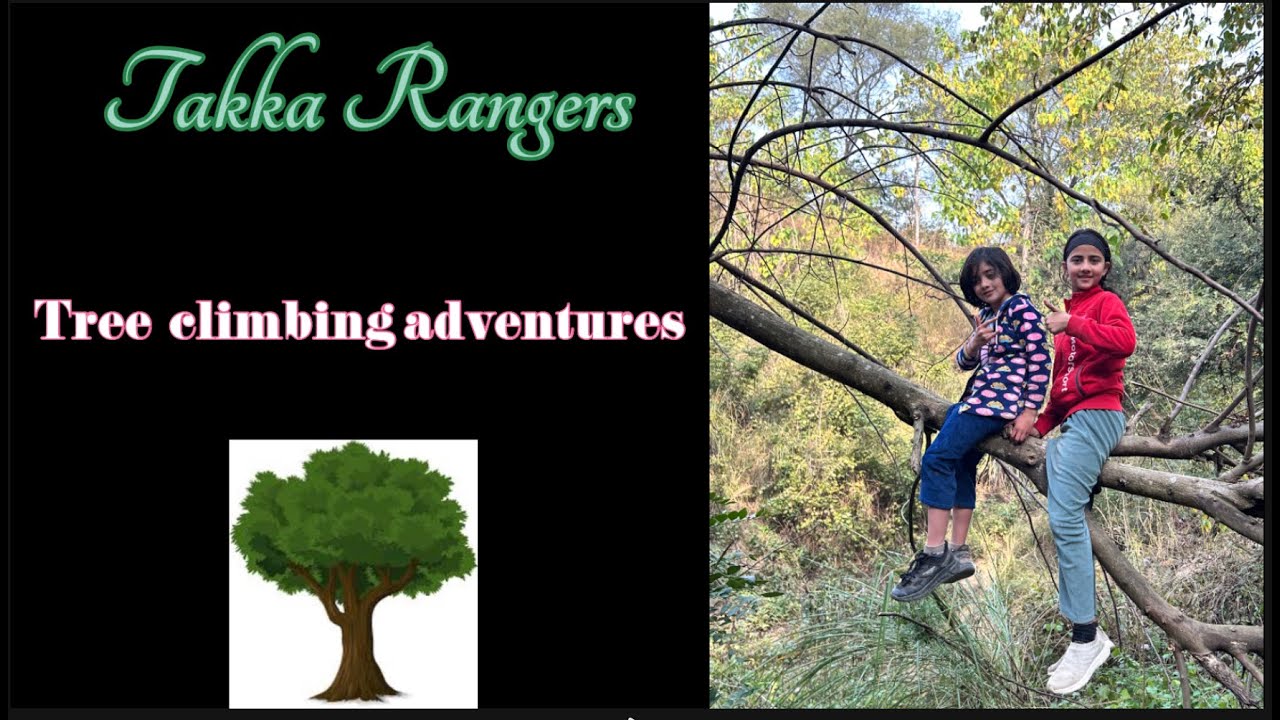 Nature's playground .. Tree climbing adventure #rangers - YouTube