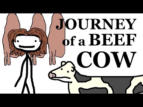 The Journey of a Beef Cow