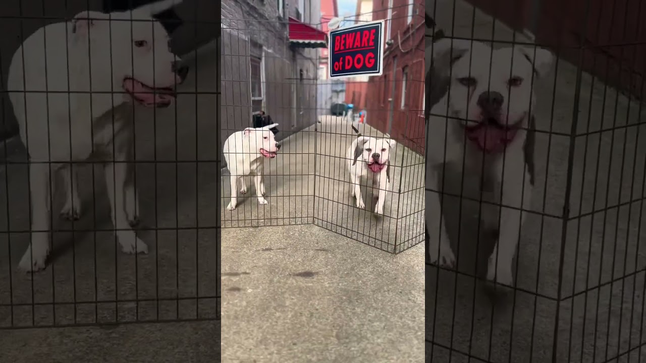 BEWARE OF DOGS⚠️😈🔥