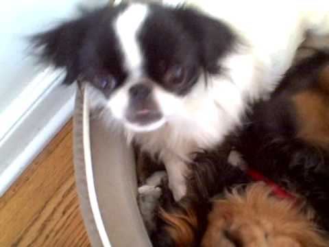 japanese chin king charles mix