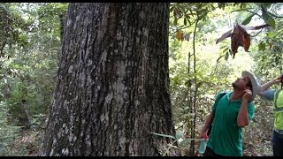 SFA Dendrology Lab - Week 8 (FORS 2319)