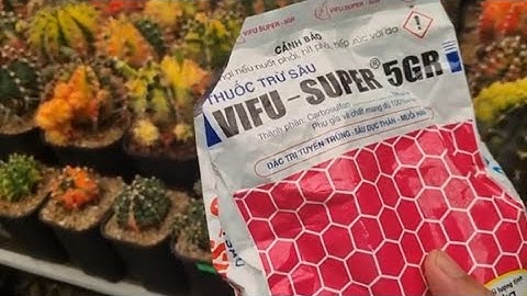 HƯỚNG DẪN TRỊ RẸP XƯƠNG RỒNG LEM HIỆU QUẢ NHẤT | XƯƠNG RỒNG TAM KỲ