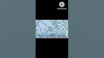 Photoautotrophs @EnteMicrobialWorld #microbiology #microbes #bacteria #biology #educationalvideo