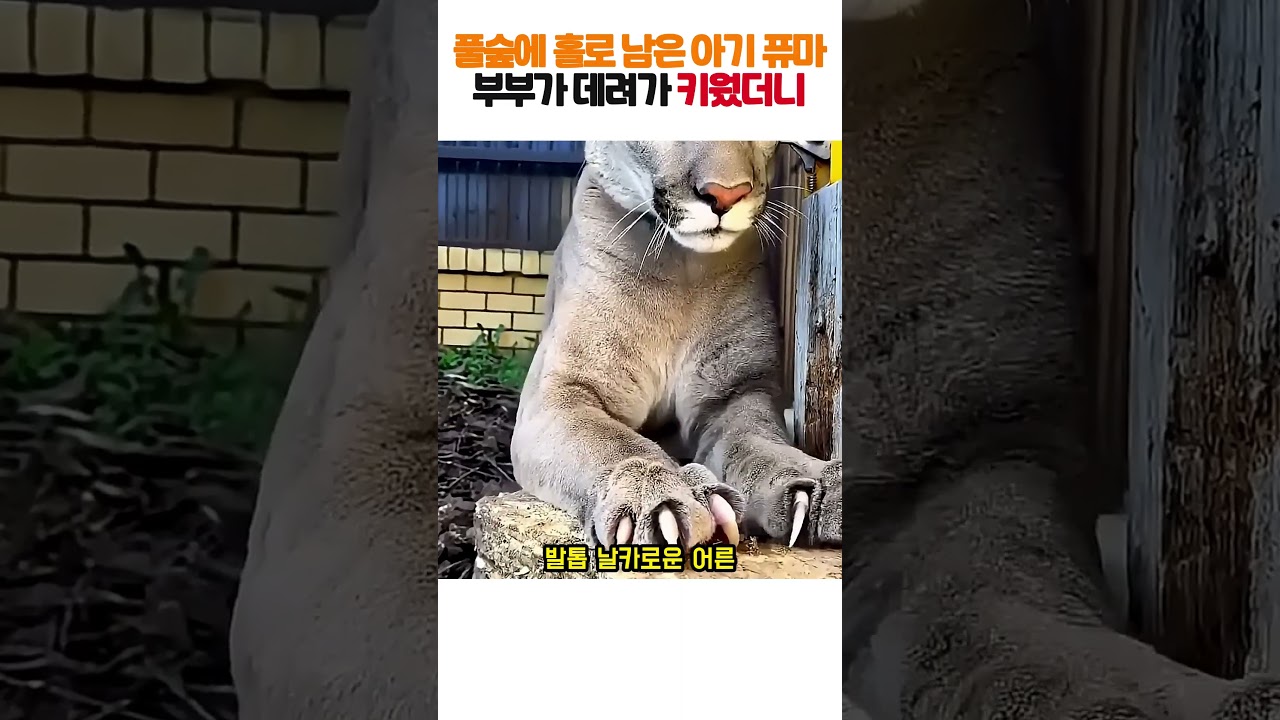 풀숲에 홀로 버려진 아기 퓨마 데려와 키웠더니 거대 맹수가 되어서도 부부에게 보인 반전 행동 ㄷㄷ ㅠㅠ #퓨마 #야생동물구조 #감동실화 #힐링 #도파민폭발