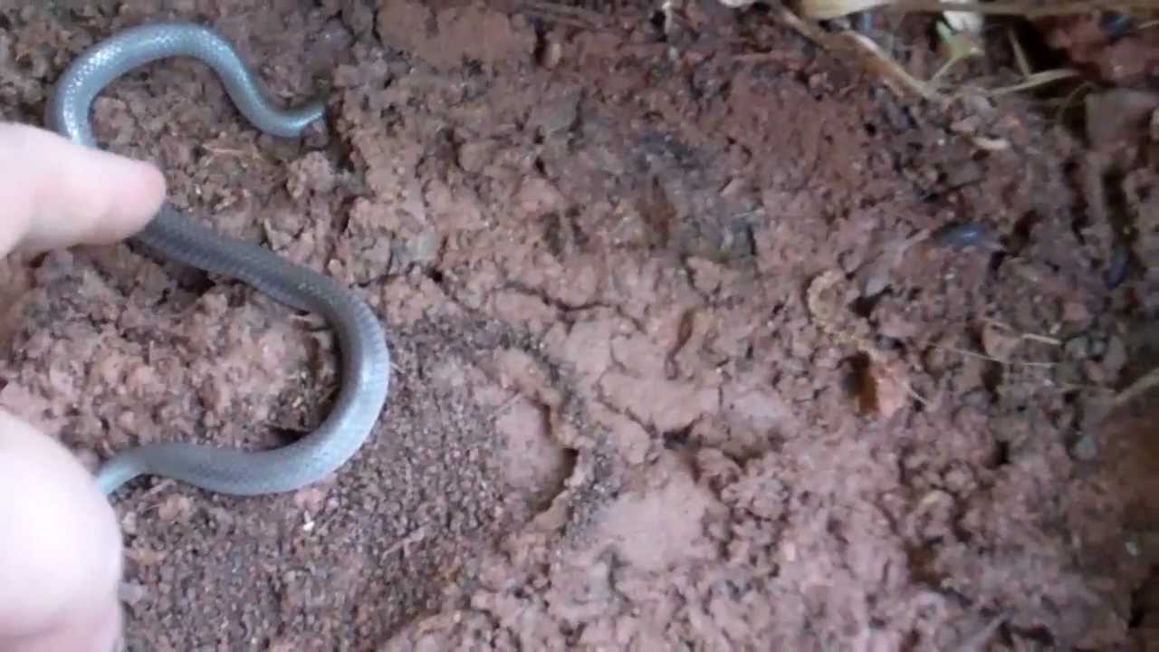 Baby Black Racer Worm Snake Youtube