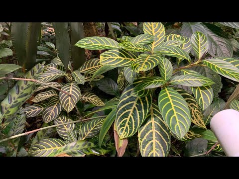 Video: San Francisco Botanical Garden: Phau Ntawv Qhia Ua tiav