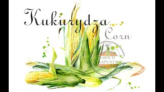 Jak uprawiać siać nawozić słodką kukurydzę by miała pełne kolby. Uprawa kukurydzy Warzywnik