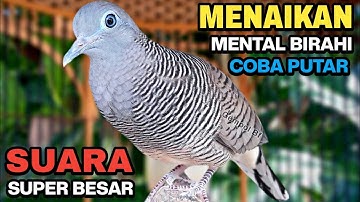 Perkutut Lokal Gacor Suara Kung Besar Pancingan Burung Perkutut Agar Bunyi.