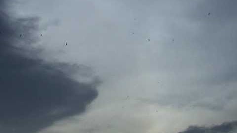 Bird Call Tests 3 (Swiftlet source of information)