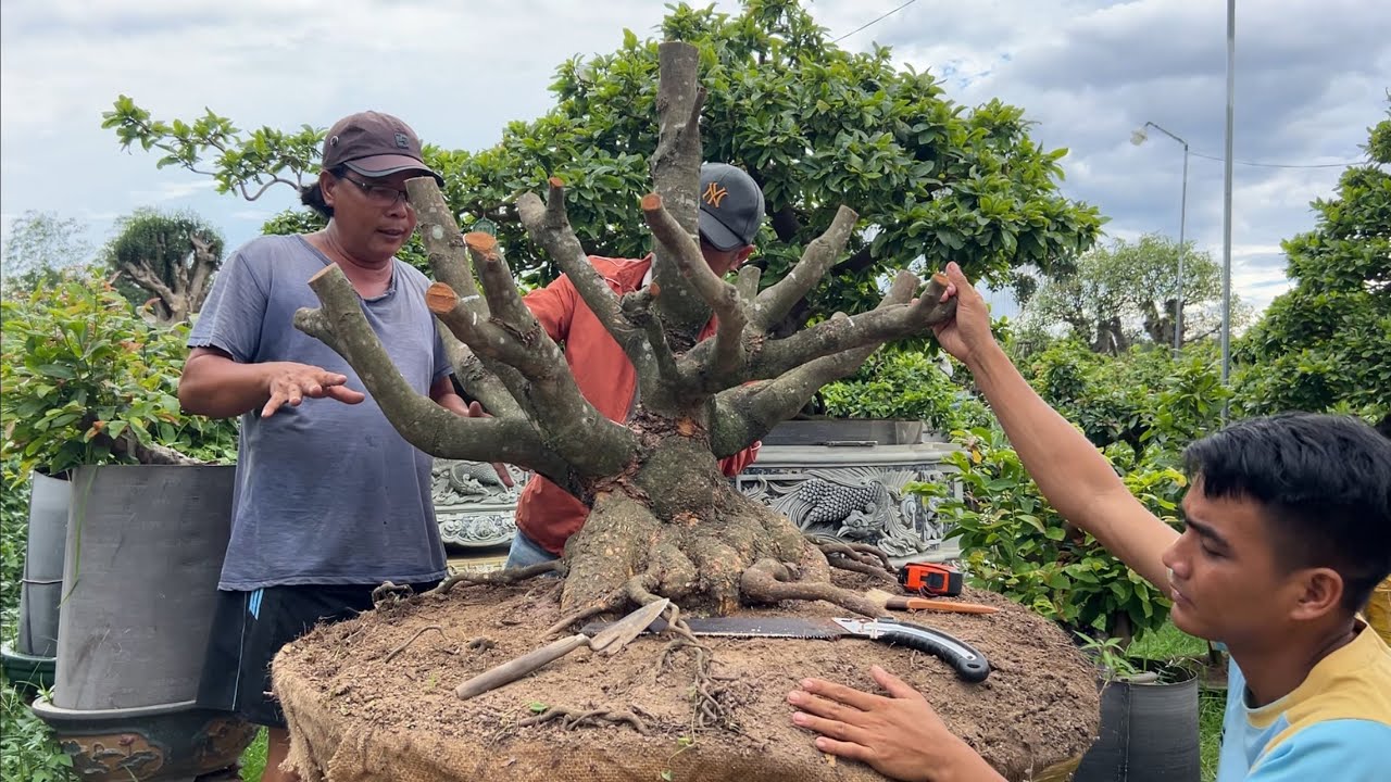 Lớn chuyện rồi , Anh Vũ Quyết Cắt Cho tới , Phôi Mai quá Vip