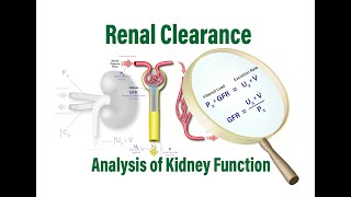 Renal Clearance: Analysis of Kidney Function, GFR, RPF and the Filtered Load