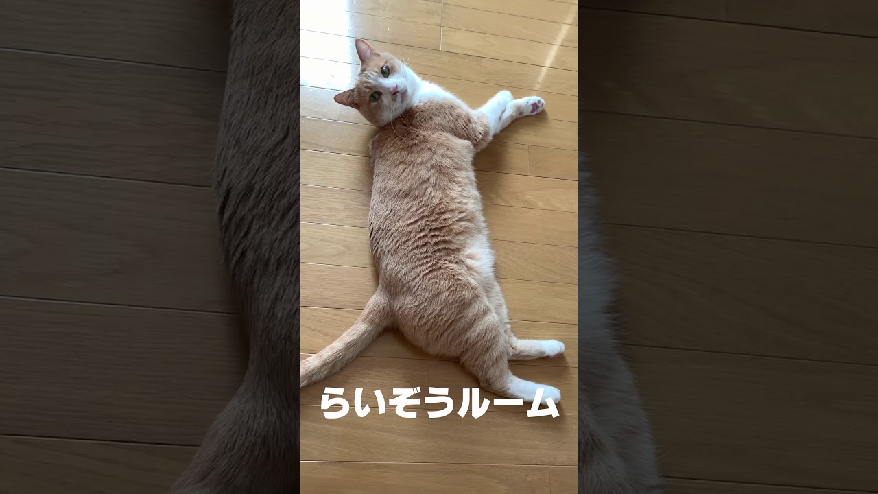 Shorts はじめてのショート動画 らいぞうルーム Youtube