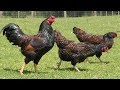 Cornish Chickens | Stocky Compact Hardy