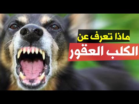 حقائق أول مرة تسمعها ما هو الكلب العقور المسعور وما هو حكم قتل الكلب العقور Youtube