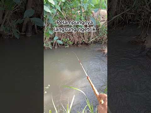 mancing wader di selokan #shosrt