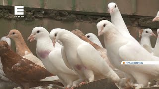 Житель Красноярска разводит десятки пород домашних голубей