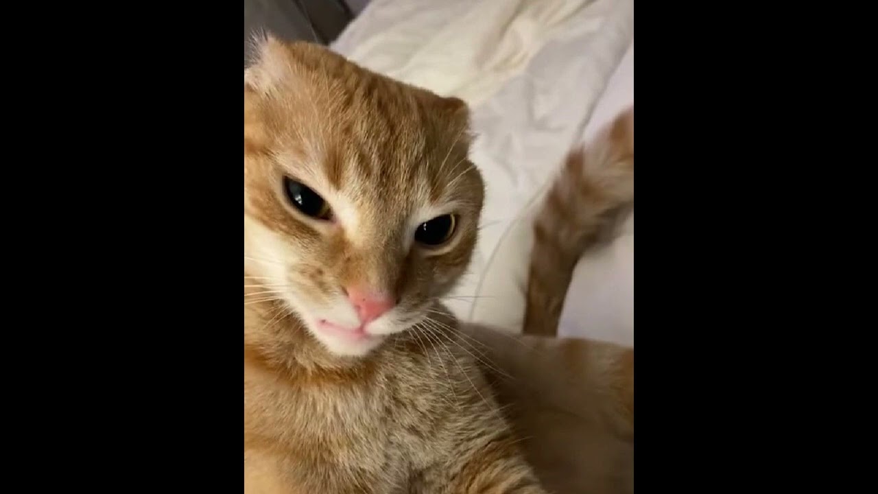 [FREE] amine x smino type beat " Stop ! " - prod.shushuboi