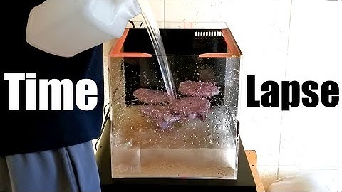 Setting Up Reef Aquarium Timelapse