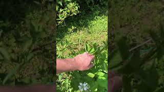 Growing Blackberries Identifying Primocanes vs Floricanes The Key To Increasing Future Production