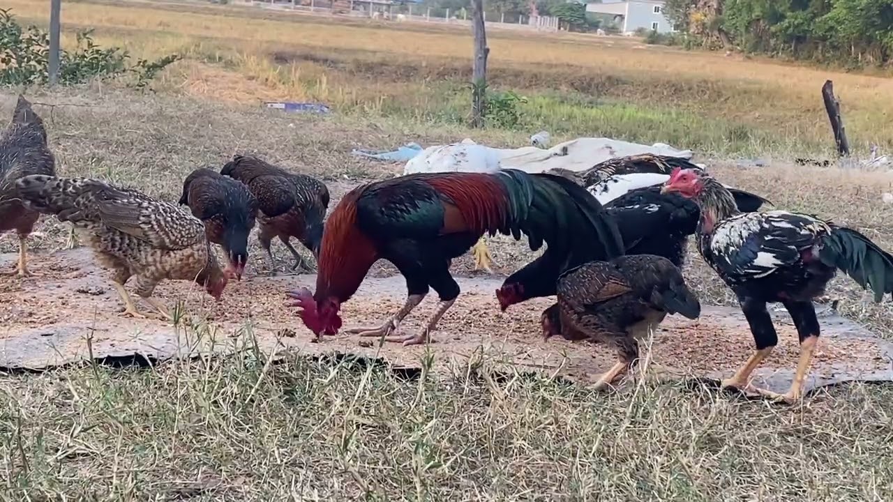 គ្រួសារមាន់/ ចិញ្ចឹមតាមបែបបុរាណ🐓🐓🥰🥰#chicken #usa #australia