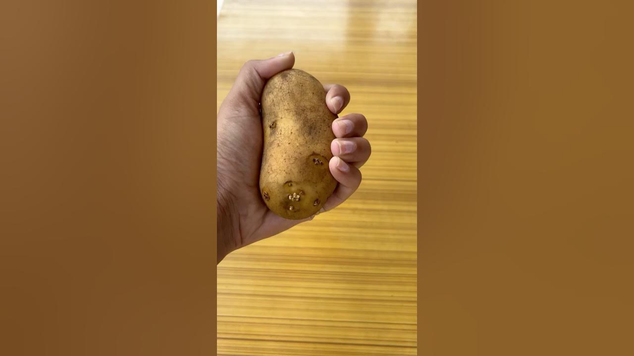 Super crispy potato π₯ chips π€©#asmr #asmrsounds #ytshorts #potatorecipe #aloorecipe #chips #viral Super crispy potato π₯ chips π€©#asmr #asmrsounds #ytshorts #potatorecipe #aloorecipe #chips #viral