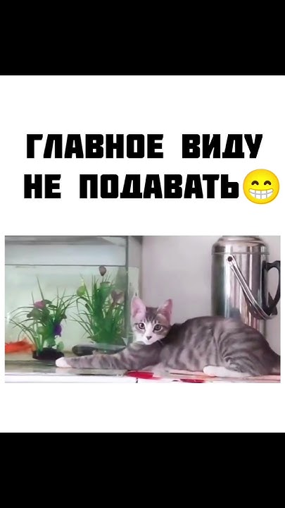 Хитрый котик 😹 - YouTube