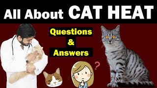 Everything About Cat Heat || Truth About Cat Heat || Q & A || Vet Furqan Younas