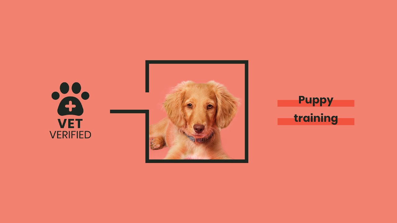 Everything you need to know about Puppy Training YouTube