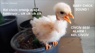 Civciv sesi - Baby chick sounds / Civciv Sesi Alarm