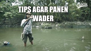 Tips mancing wader agar dapat banyak