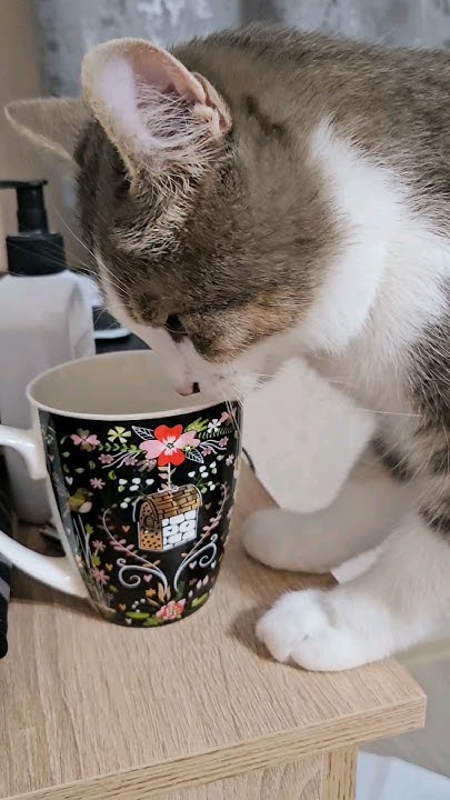 Видимо мой чай вкуснее чем вода в миске😅 #видеоскотиками#питомцы# ...